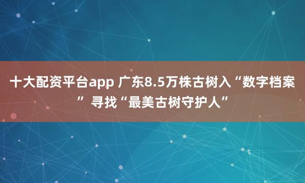 十大配资平台app 广东8.5万株古树入“数字档案” 寻找“最美古树守护人”
